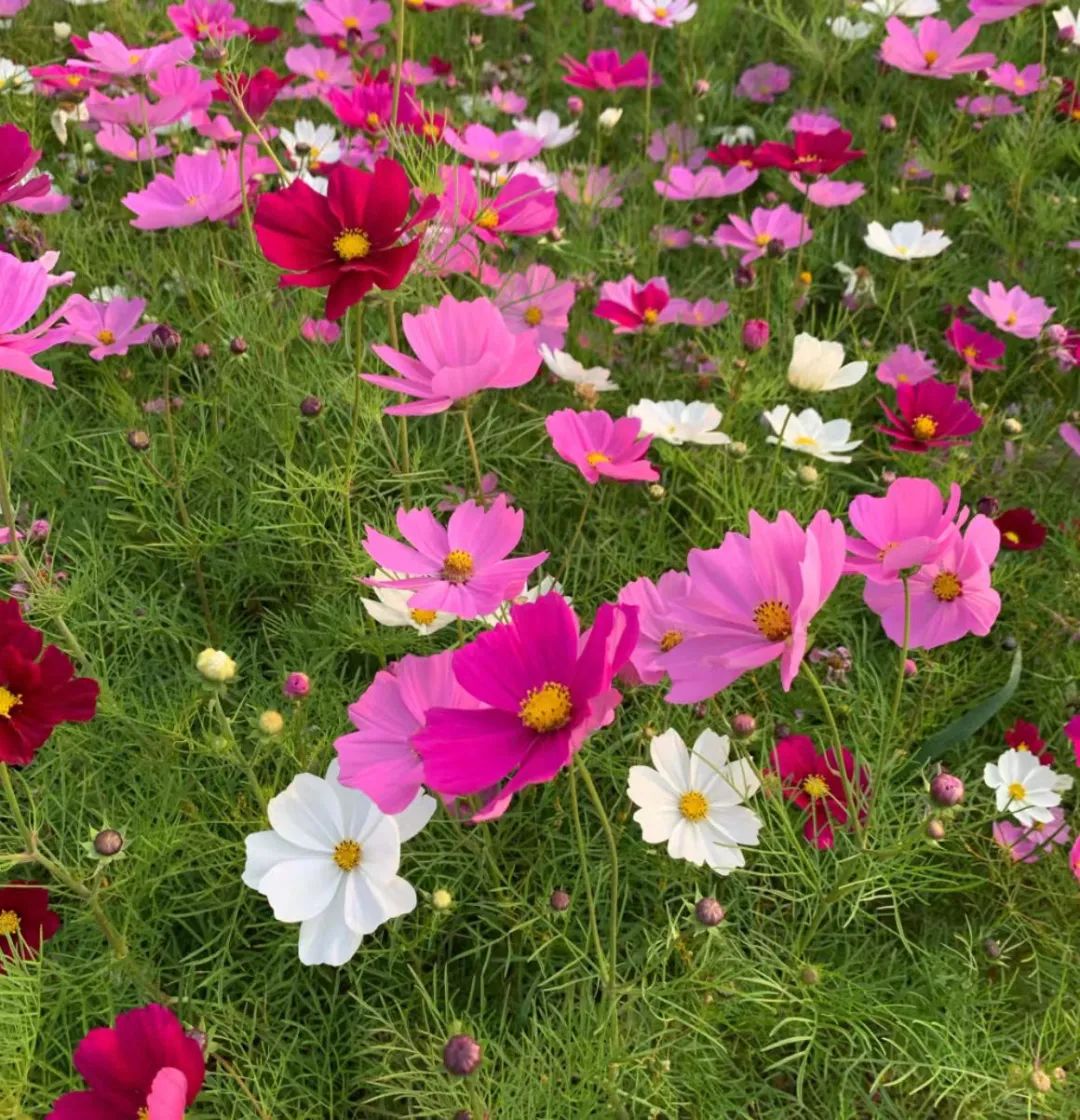 1753229416454458.jpg 4.jpg